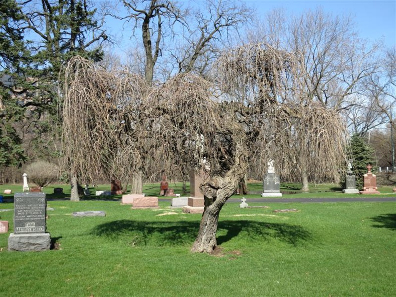 All_Saints_Parish_Cemetery_Chicago_IL_April_22nd_2013_weeping_willow_tree_in_cem.jpg