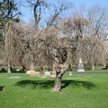 All Saints Parish Cemetery Chicago IL April 22nd 2013 weeping willow tree in cem